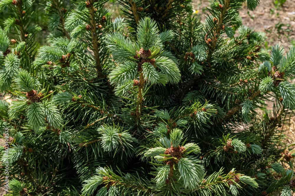Close up of a young green pine tree with cones Close up of a young green pine tree with cones