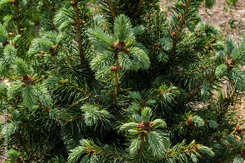Close up of a young green pine tree with cones
