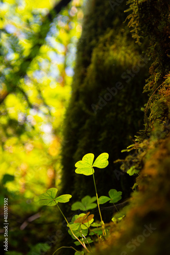 Fototapeta Naklejka Na Ścianę i Meble -  Shamrock in the forest, Ireland
