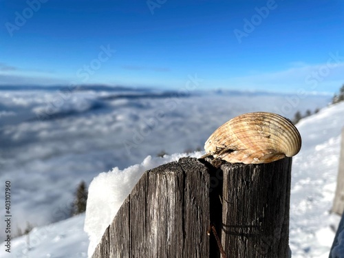 Coquillage neige poteau