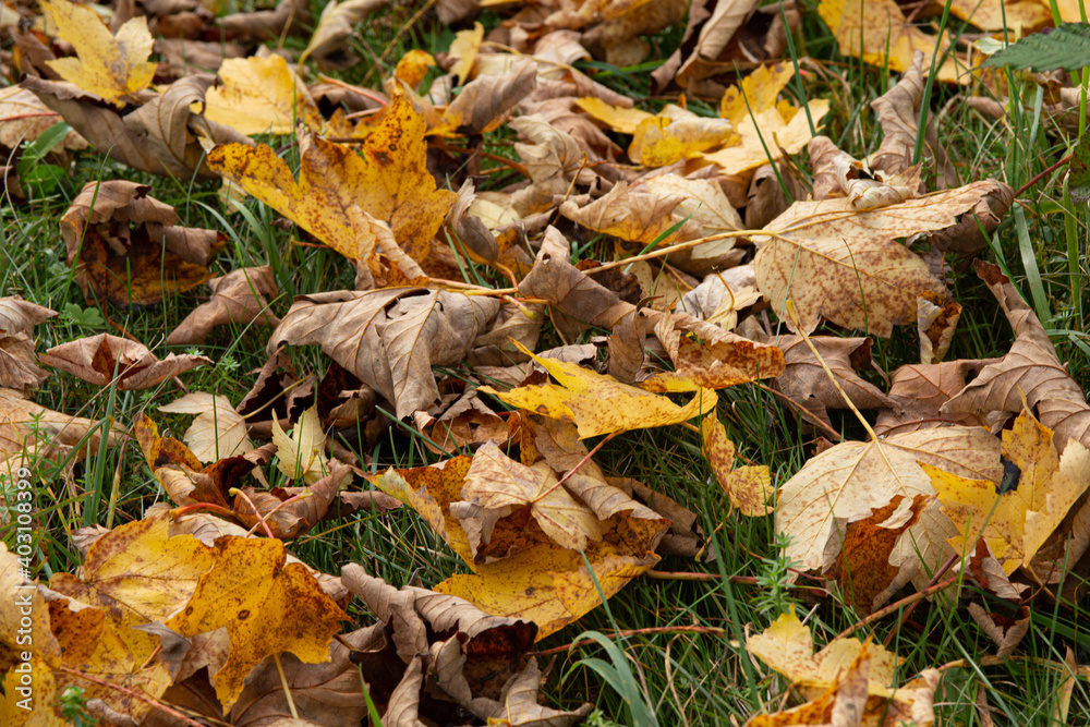 Herbstlaub, Ahornblätter Herbstlaub, Ahornblätter