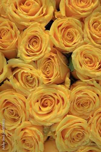 group of yellow roses