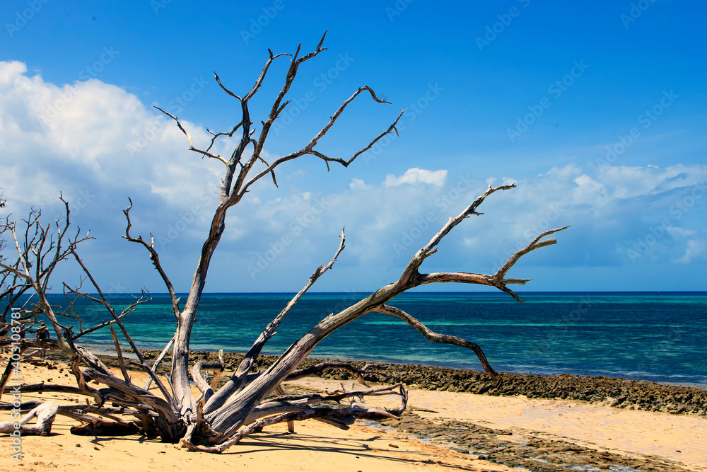Island Driftwood, Great Barrier Reef, Australia