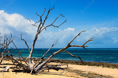 Island Driftwood  Great Barrier Reef  Australia