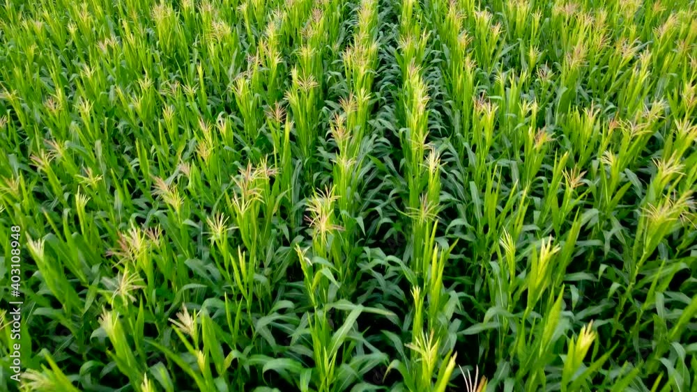 Aerial view of a cornfield in Thailand, Fresh organic cornfield, a green cornfield in the agricultural garden, light shines sunset. Aerial view of a cornfield in Thailand, Fresh organic cornfield, a green cornfield in the agricultural garden, light shines sunset.