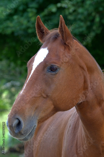 Pferd  Portrait