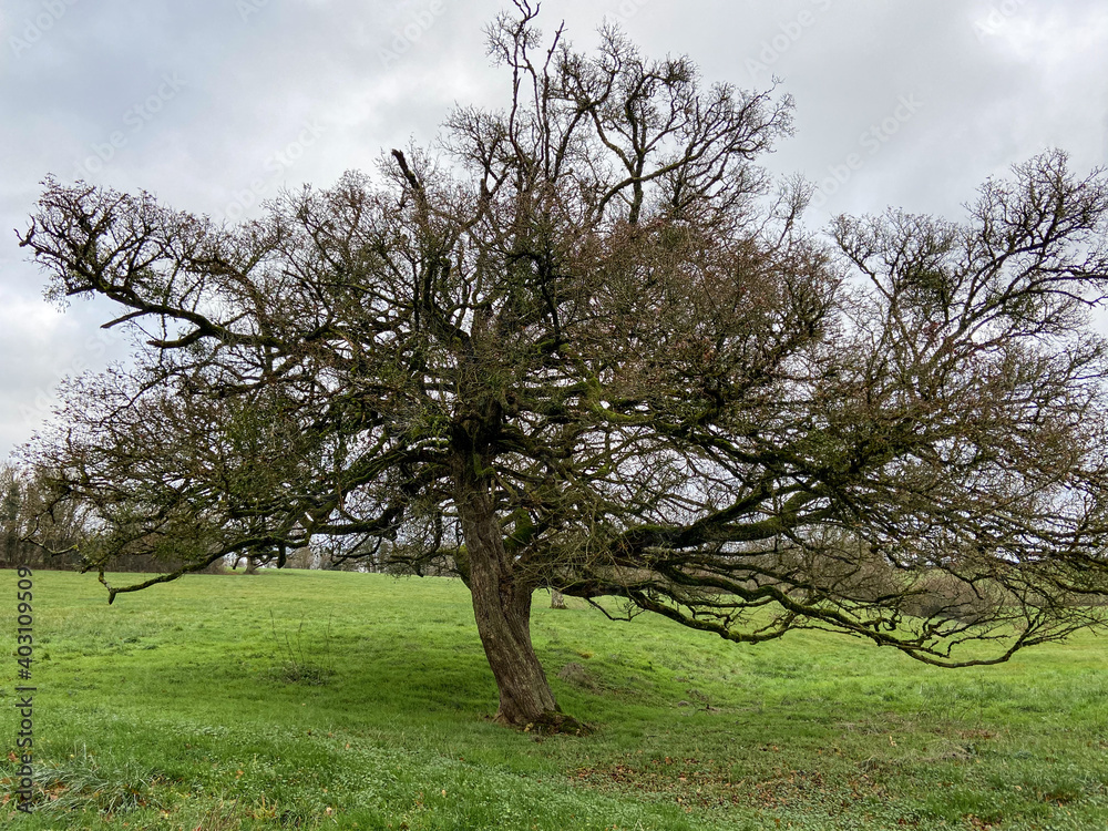 Arbre dans un champs en hiver, Bourgogne