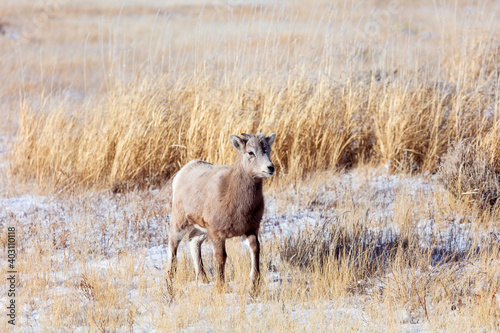 Bighorn Sheep lamb in Wyoming