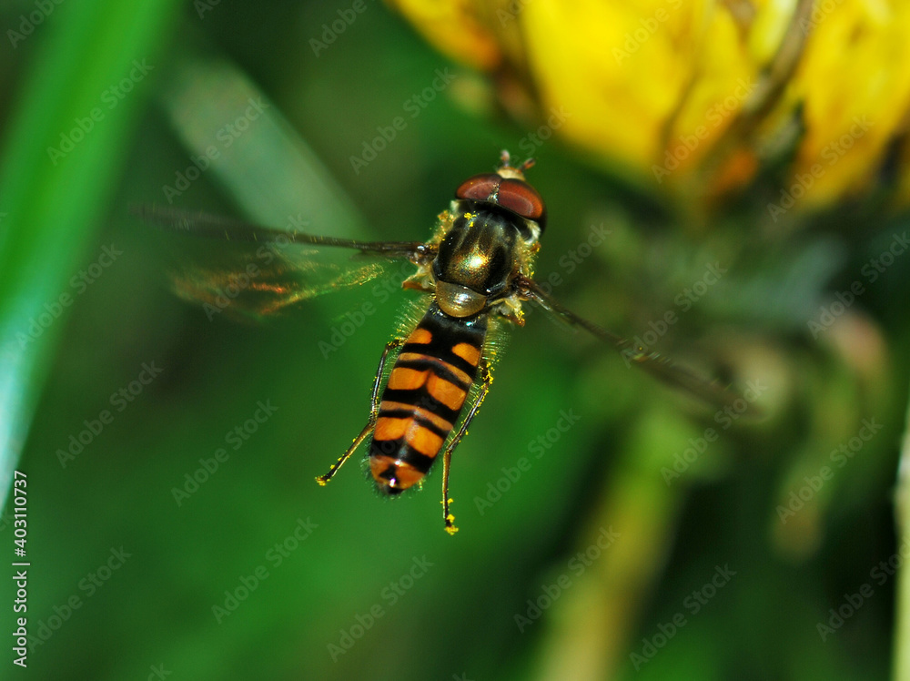 Macro shot of a hoverfly floating in the air Macro shot of a hoverfly floating in the air