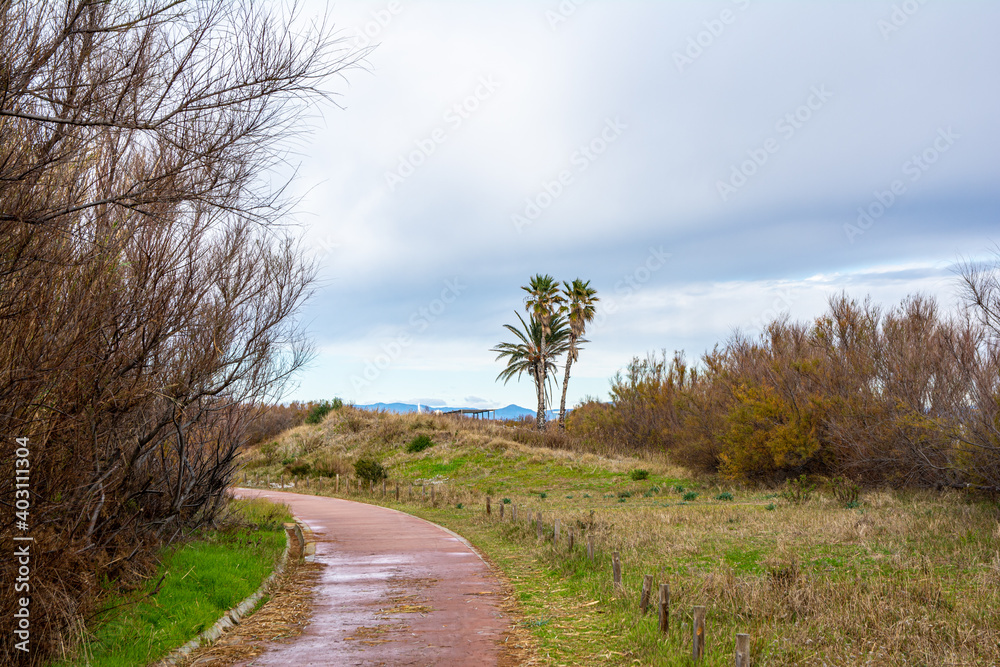 Obraz premium Palmeras