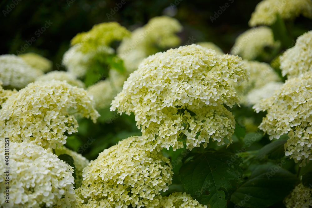 Beautiful close-up of a forest hydrangea, (hydrangea arborescens,) Beautiful close-up of a forest hydrangea, (hydrangea arborescens,)