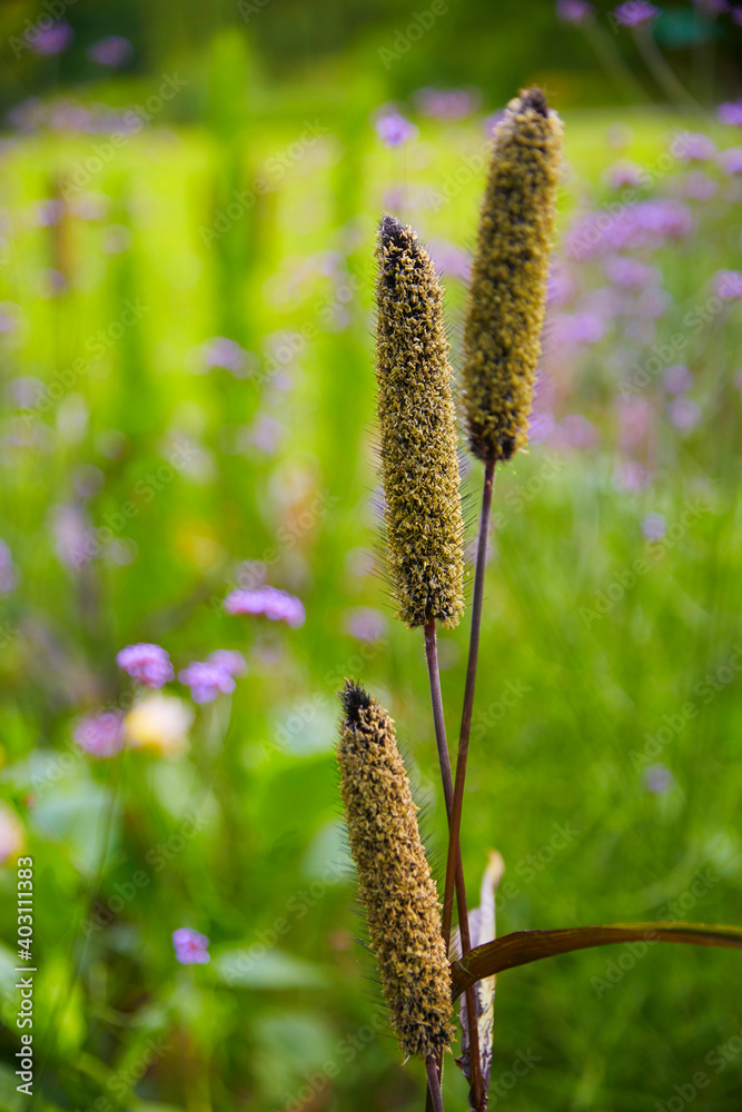 Nice close-up of a millet (sateria italica). Nice close-up of a millet (sateria italica).