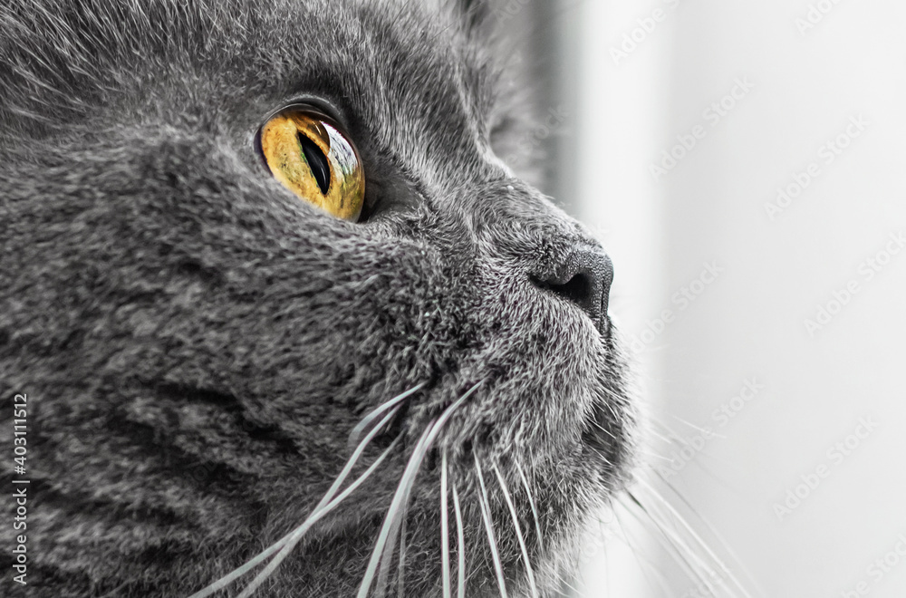 Portrait of a British cat with yellow eyes and gray color. Close-up profile of a cat's muzzle. the cat's wary and curious gaze into the distance.