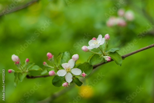 Springtime begining in the garden. The branches of a blossoming tree in spring day in the wind. Apple tree in white and pink flowers. Beautiful blurring background. selective focus.