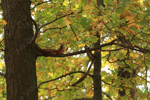 squirrel on a tree