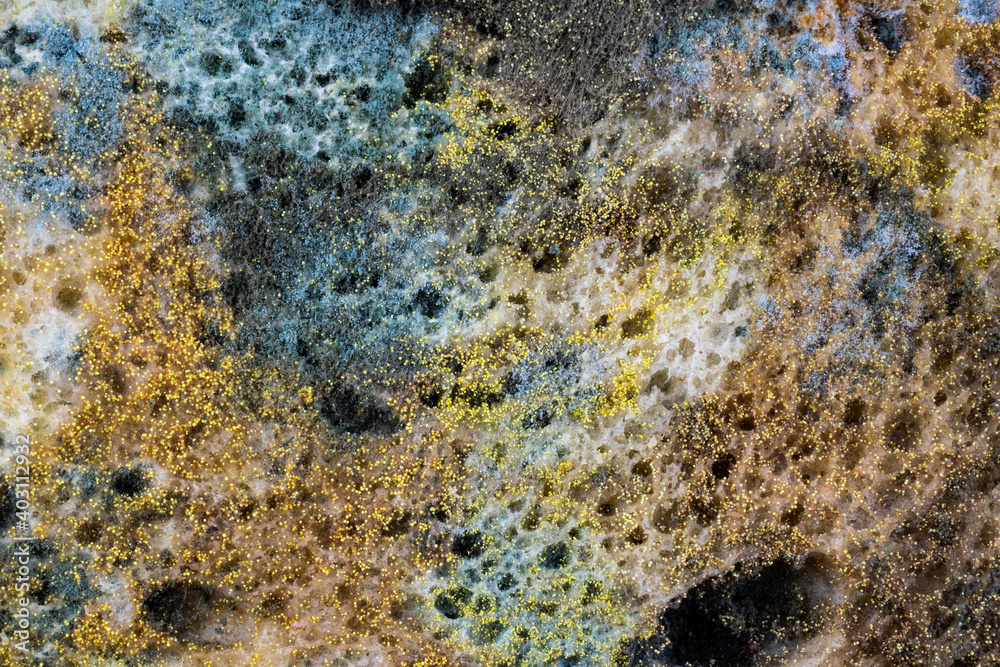 yellow mold spores macro shot with detail visible
