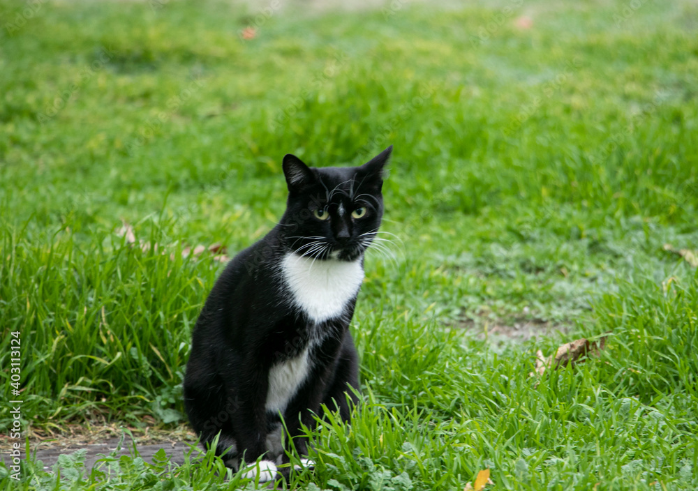 cat on grass cat on grass