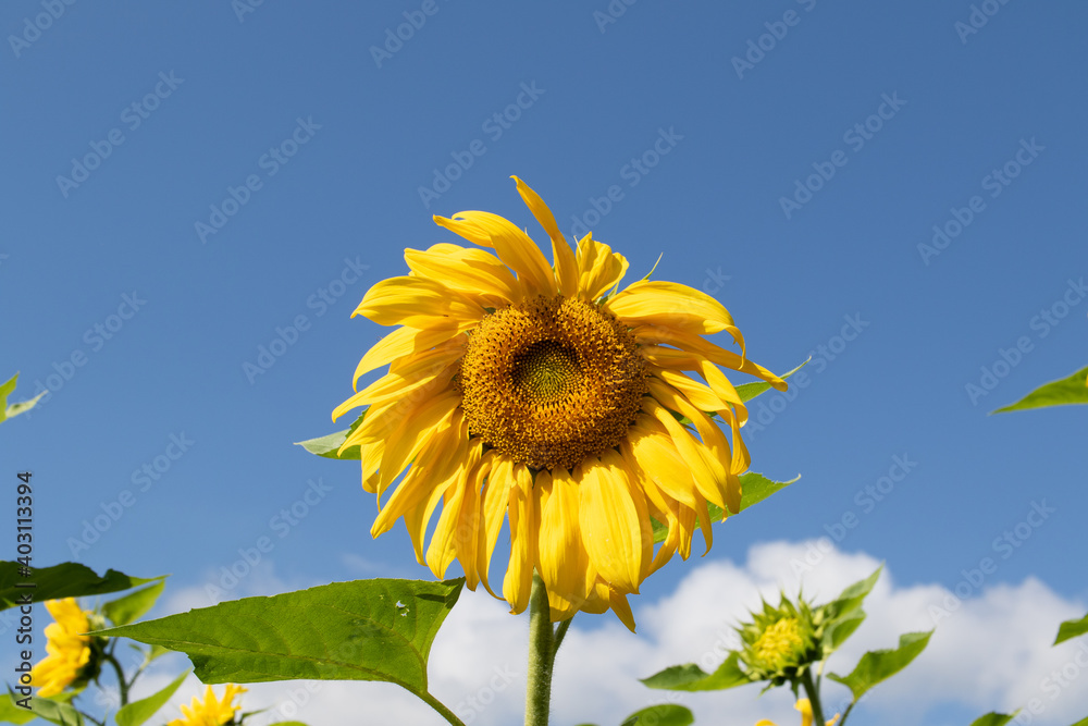 Bright yellow sunflower in a summer meadow Bright yellow sunflower in a summer meadow