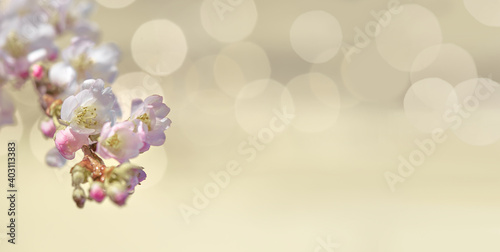 Prunus subhirtella  the winter-flowering cherry. Close-up on buds and flowers. Soft focus with lights. Monochromatic look  desaturated hues  neutral tones. Floral panoramic background with text space.