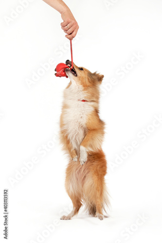 Shetland Sheepdog with Red Toy on a white background.