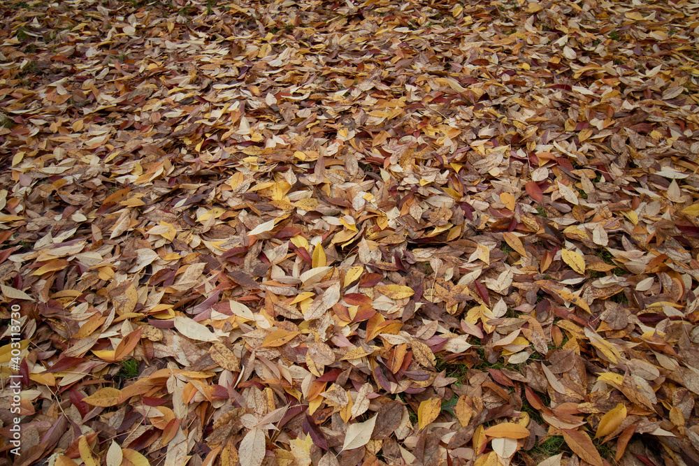 Golden leaves on the ground in Autumn Golden leaves on the ground in Autumn