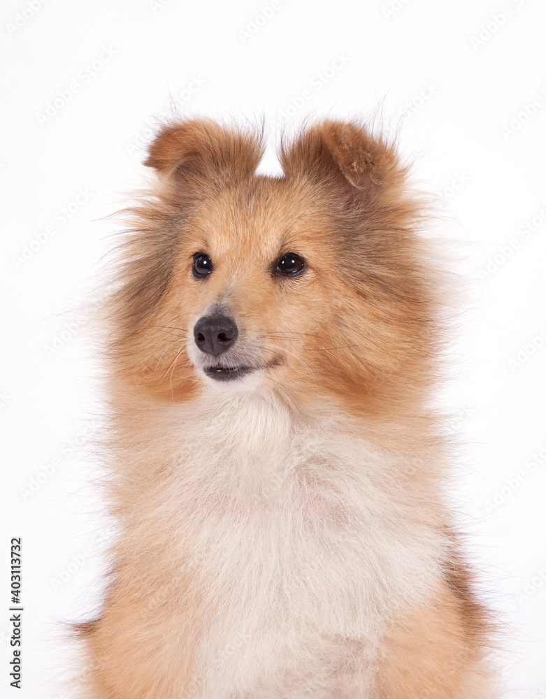 Shetland Sheepdog portrait on a white background.
Shetland Sheepdog portrait on a white background.