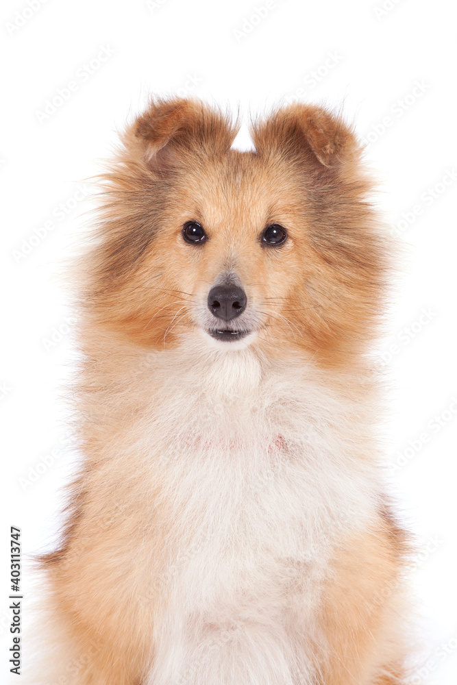 Shetland Sheepdog portrait on a white background.
Shetland Sheepdog portrait on a white background.