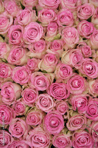 Pink roses in a group