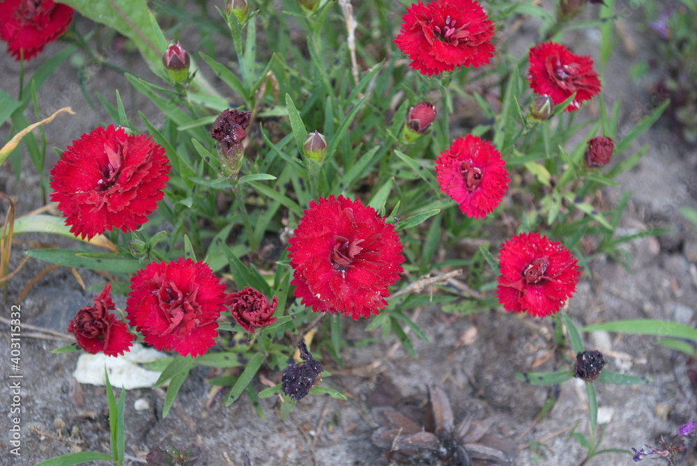 red flowers