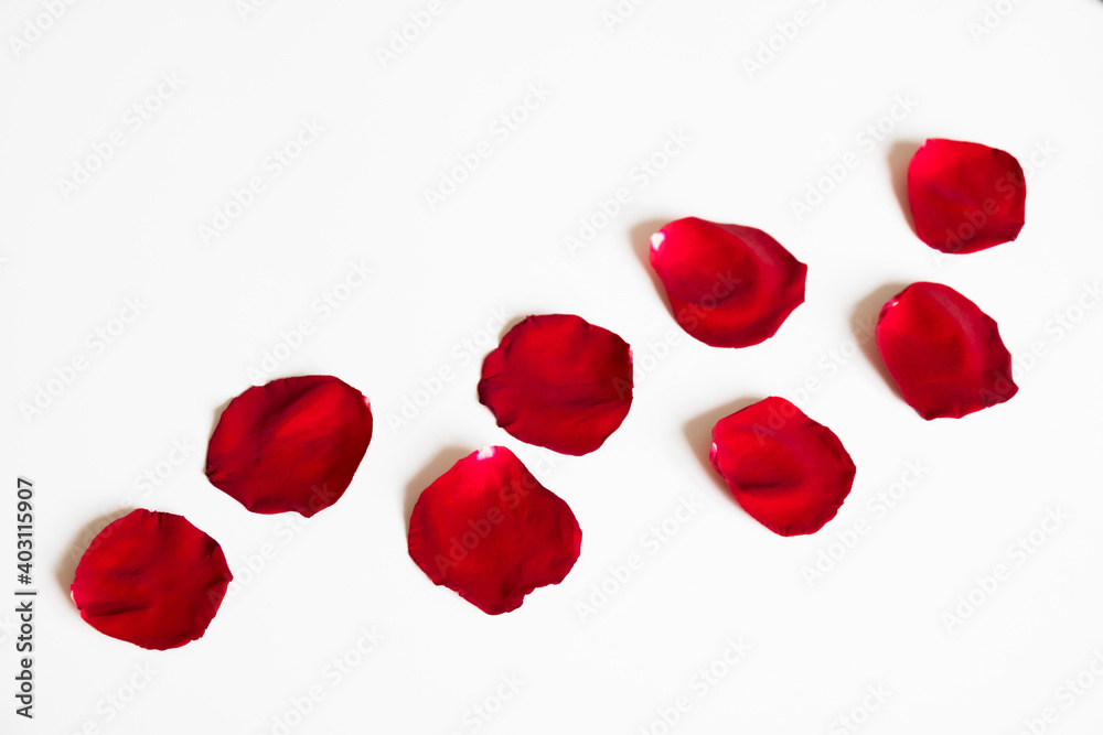 Beautiful red petals of rose flower