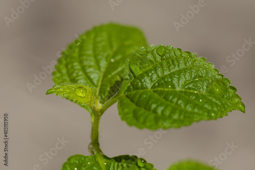 Green leaves of Plectranthus australis plants on a grey background photo