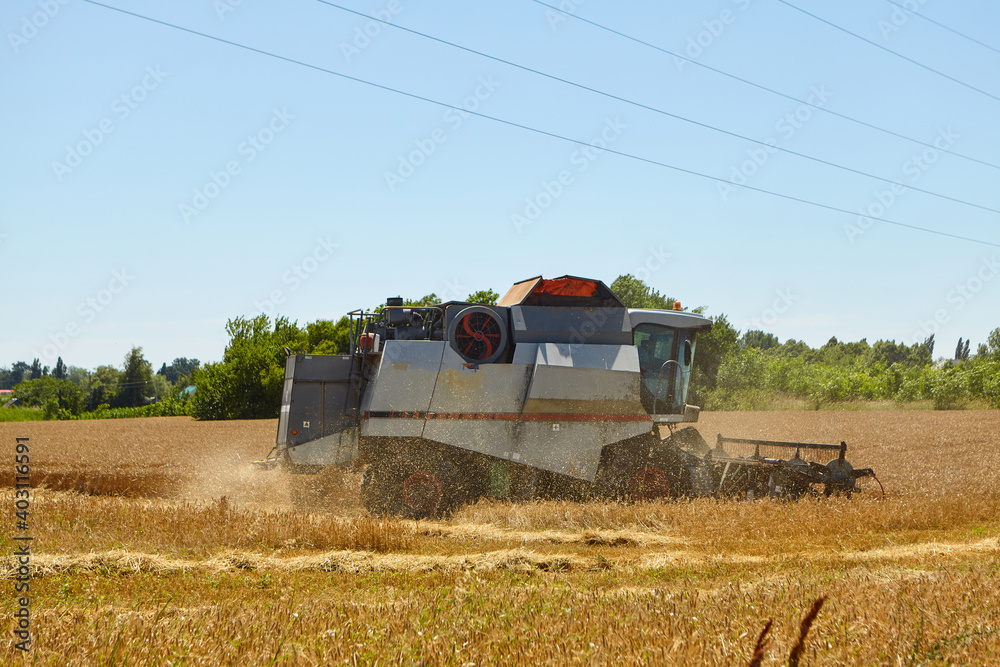 Fototapeta premium Combine harvester in action on wheat field. Process of gathering a ripe crop.