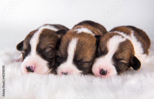 Pembroke Welsh Corgi pembroke puppies on white © zanna_