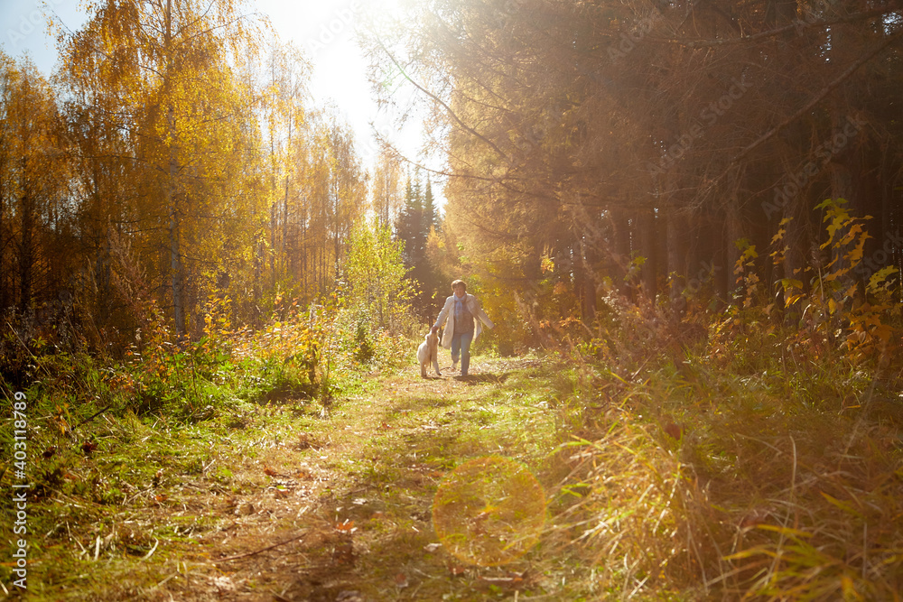 A plump woman with a white Labrador dog walking in a Park or forest on a Sunny autumn day. - obrazy, fototapety, plakaty 