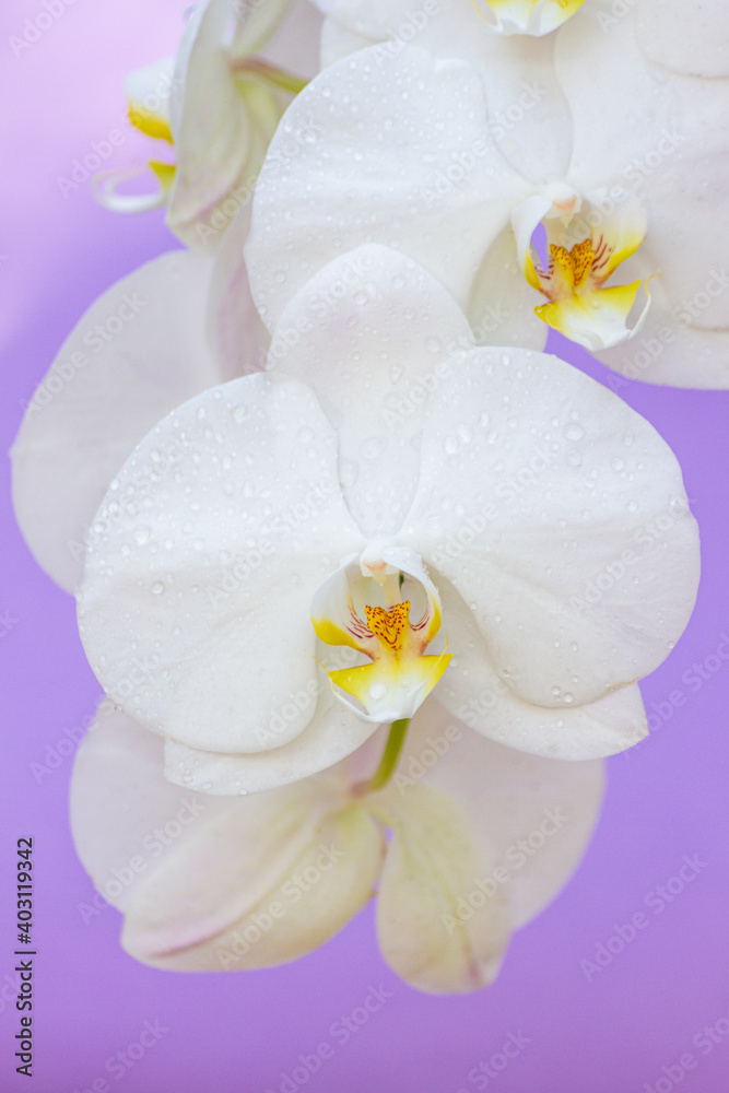 Close-up of a white orchid flower with drops of water on the petals and a purple background