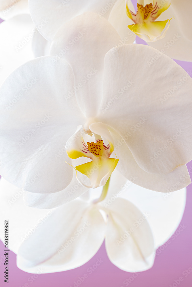 Foreground of white orchid flower on vertical smooth background