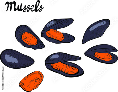 mussels food, hand drawn vector illustration and lettering isolated on white background. Concept for logo, menu, cards print 