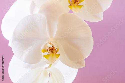 Close-up of white orchid flower on a flat horizontal background