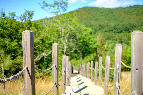 Wooden steps leading from grassed area into the forest on sunny day, selective focus, journey concept