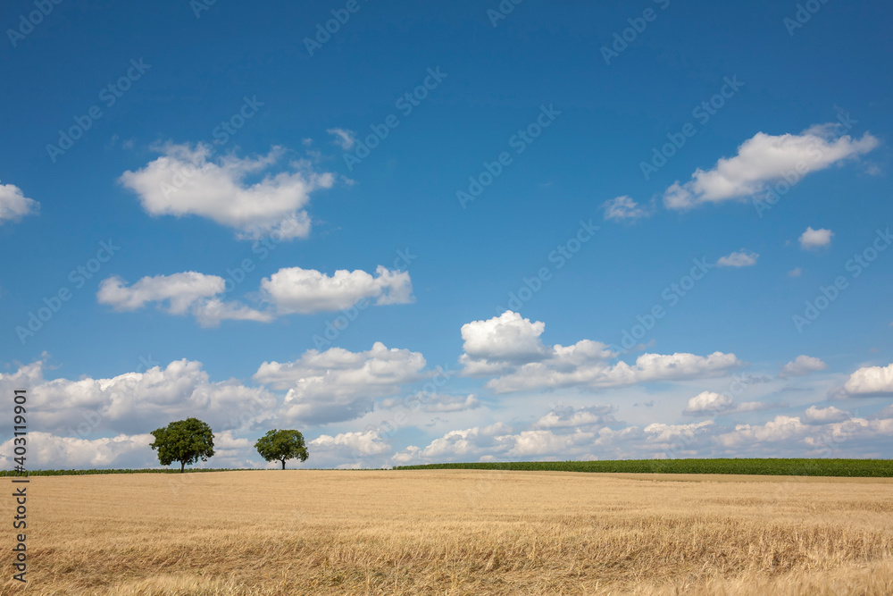 Zwei Walnussbäume im Getreidefeld und vor Wolkenhimmel