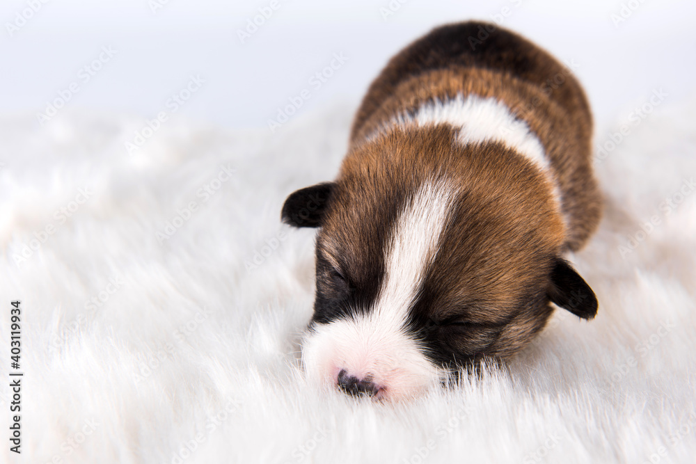 Two Pembroke Welsh Corgi puppies dogs on white Two Pembroke Welsh Corgi puppies dogs on white