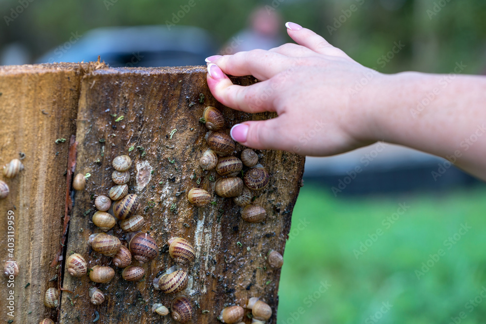 Snail farm. Industrial cultivation of edible mollusks of the species Helix aspersa muller or