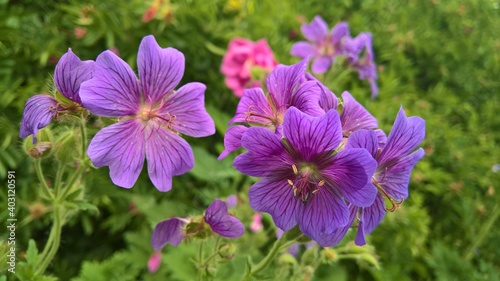 purple flowers on a background of green plants