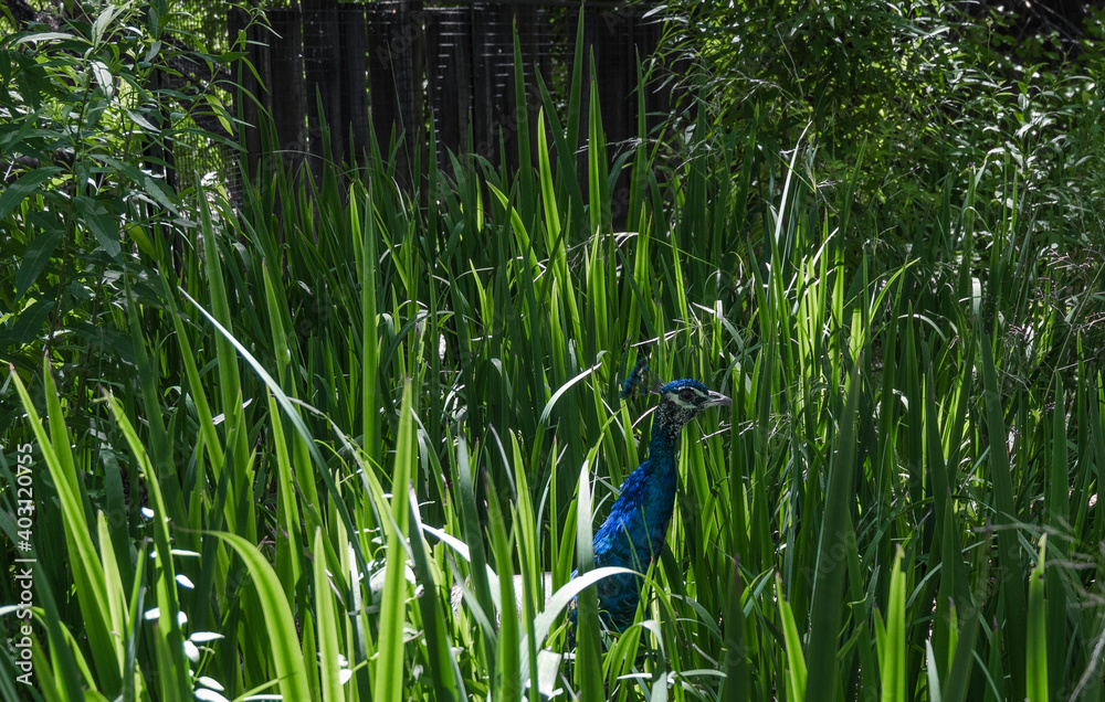Colorful Peacock on the Grass. Photo Taken in Argentina, South America.
Colorful Peacock on the Grass. Photo Taken in Argentina, South America.