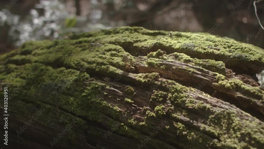 Floating up a downed tree with moss and fungus Floating up a downed tree with moss and fungus