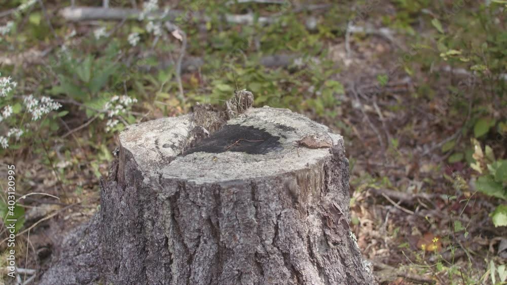 Lonely tree stump in the woods Lonely tree stump in the woods