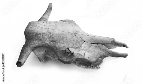 Head cow skull with horns isolate on white background
