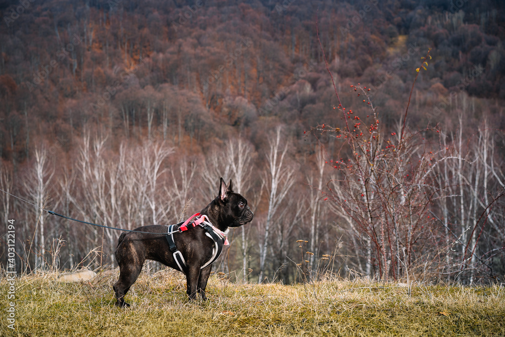 French bulldog on field against winter forest