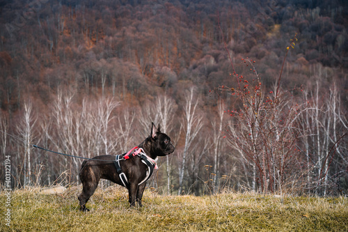 French bulldog on field against winter forest © adrianad