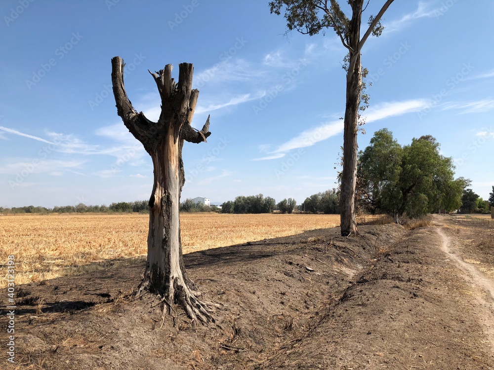 tree in the desert